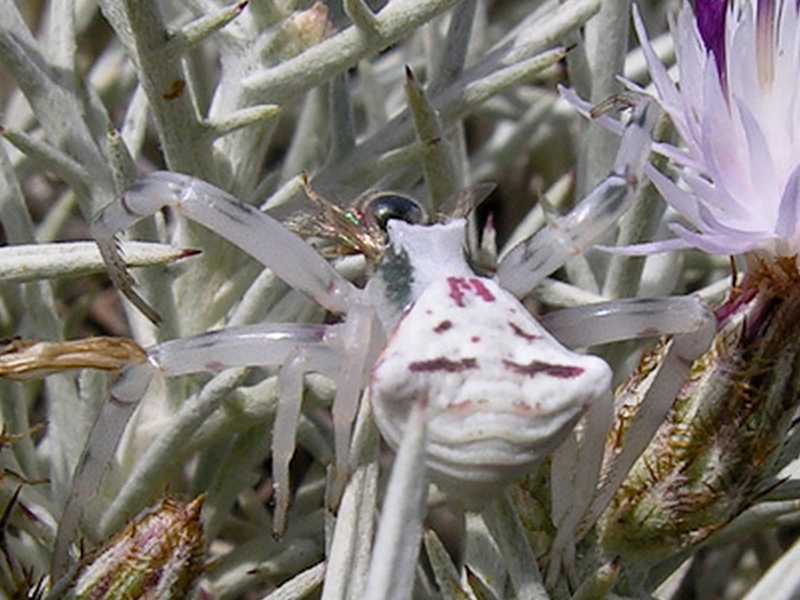 Thomisus onustus
